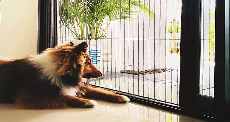 Sliding Screen Pet Door Repair in Palm Harbor, FL