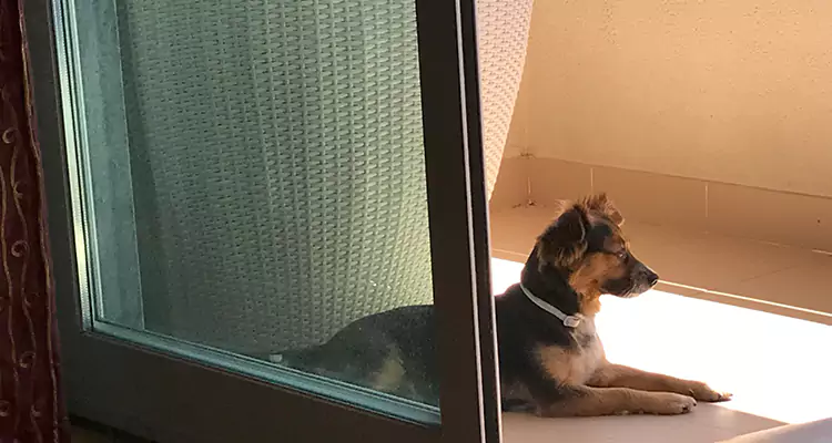 French Door Pet Screen Repair in Palm Harbor, FL